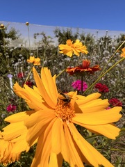 Megachile