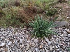 Yucca