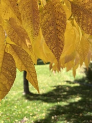 Populus angustifolia