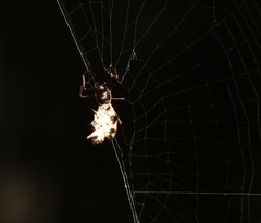 Micrathena