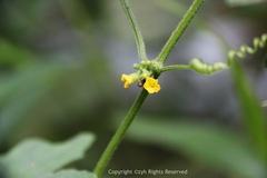 Cucumis javanicus