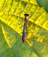 Odontomantis