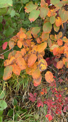 Amelanchier spicata