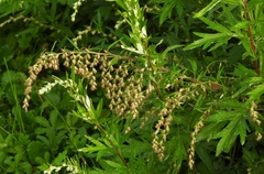 Artemisia verlotiorum