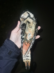 Dendrocopos leucotos