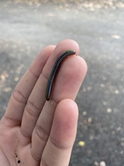 Anadenobolus monilicornis