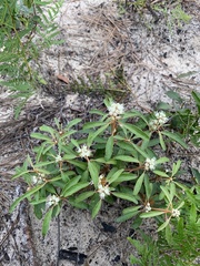 Croton argyranthemus