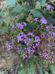 Fleischmannia pycnocephala