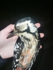 Dendrocopos leucotos