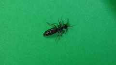 Elaphroptera nigripennis