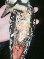 Dendrocopos leucotos