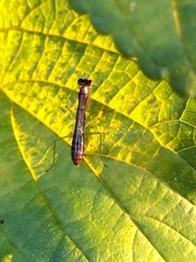 Odontomantis