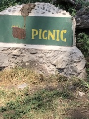 Arvicanthis niloticus