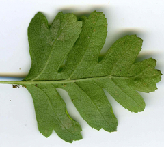 Phyllocoptes goniothorax