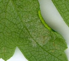 Phyllocoptes goniothorax