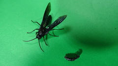 Elaphroptera nigripennis