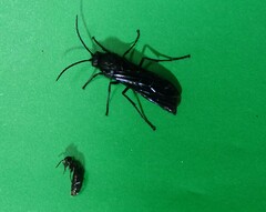 Elaphroptera nigripennis