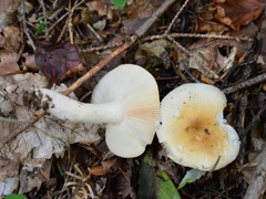 Russula fellea