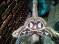 Rothschildia jacobaeae