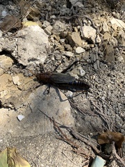 Tropidacris cristata