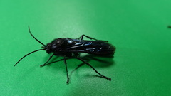Elaphroptera nigripennis
