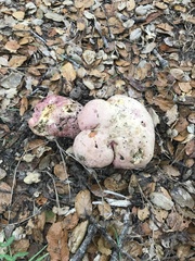 Rubroboletus eastwoodiae