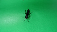 Elaphroptera nigripennis