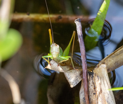 Orchelimum pulchellum