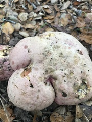 Rubroboletus eastwoodiae