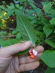 Euonymus occidentalis
