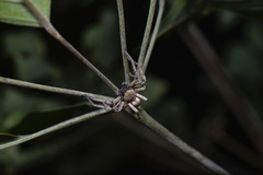 Heteropoda pingtungensis