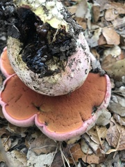 Rubroboletus eastwoodiae