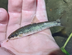 Rhinichthys cataractae