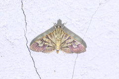 Arthromastix lauralis