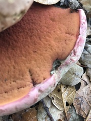 Rubroboletus eastwoodiae