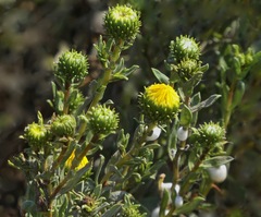 Grindelia stricta platyphylla