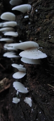 Fungi