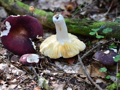 Russula badia