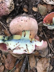 Rubroboletus eastwoodiae