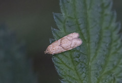 Lepidoptera