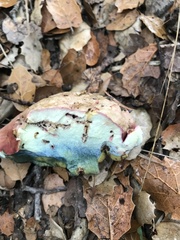 Rubroboletus eastwoodiae