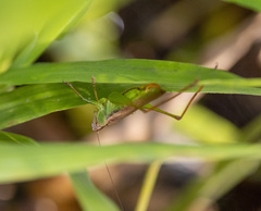 Orchelimum pulchellum