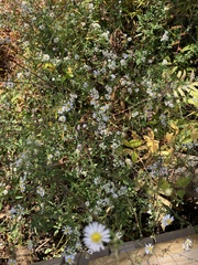 Symphyotrichum dumosum