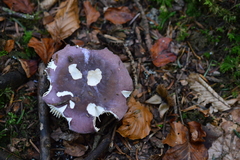 Russula integra