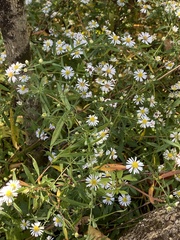 Symphyotrichum dumosum