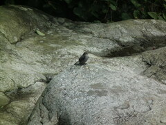 Phoenicurus fuliginosus