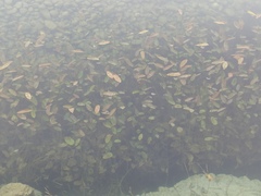 Potamogeton natans