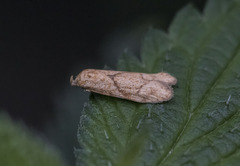 Lepidoptera