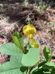 Crotalaria spectabilis
