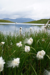 Eriophorum scheuchzeri